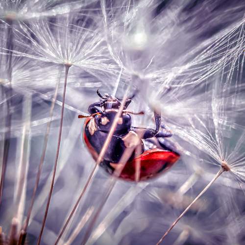 Photo #13345307