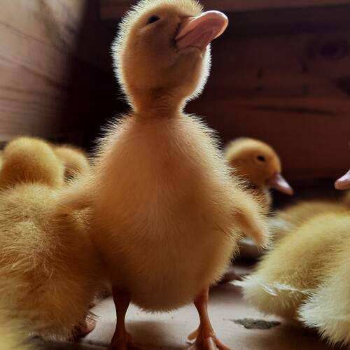 Photo #13345443