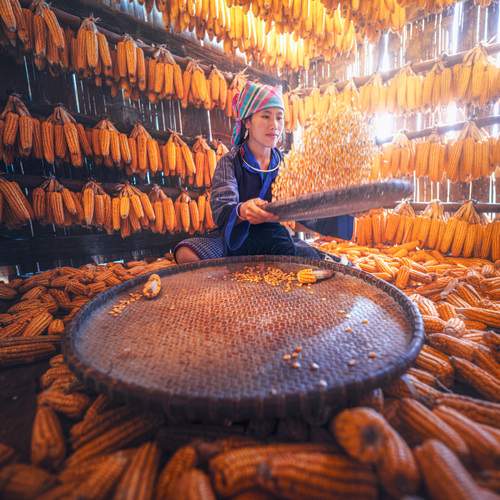 Hmong Corn Houses
