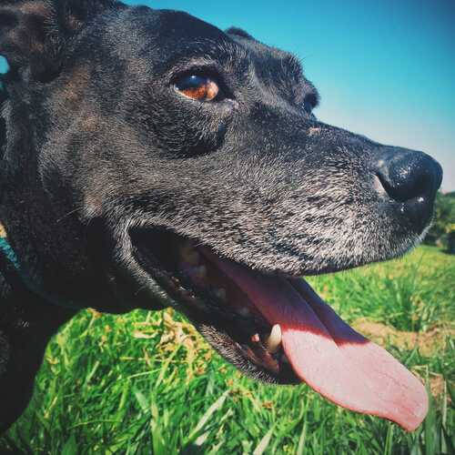 Happy senior dog