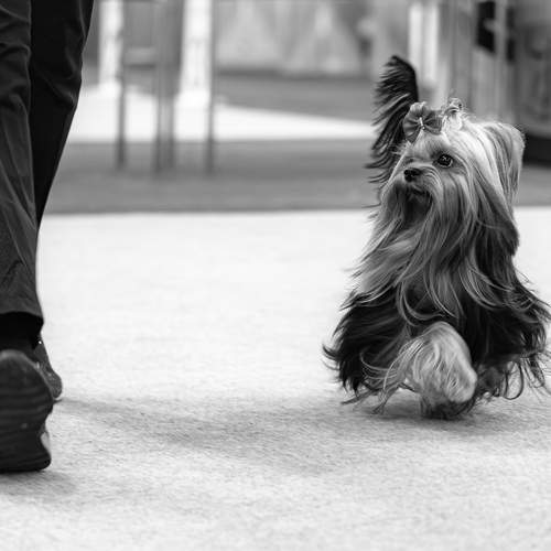 Photo #13346045