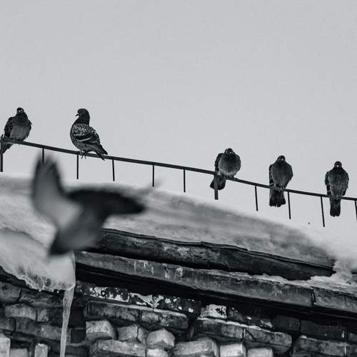 Photo #13346143