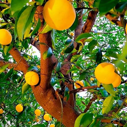 Citrus Planets — Day Orbit