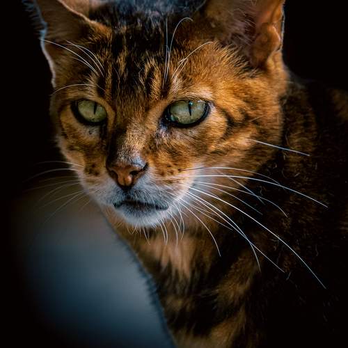 Photo #13346528