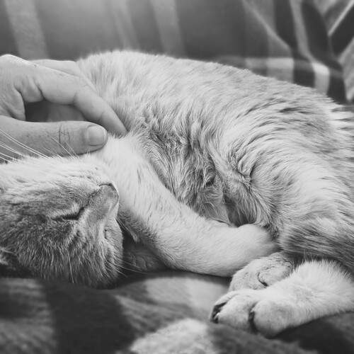 Photo #13347004