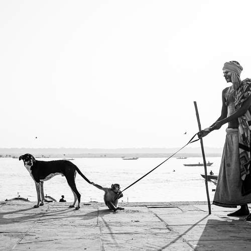 Pet monkey holding a dogs tail