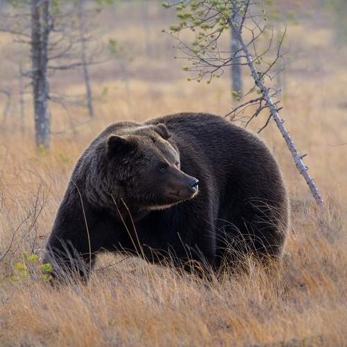 Brown Bear male