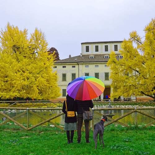 ammirando lo spettacolo in autunno dei ginkgo biloba