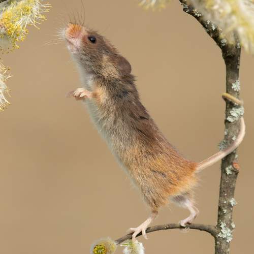 Harvest Mice