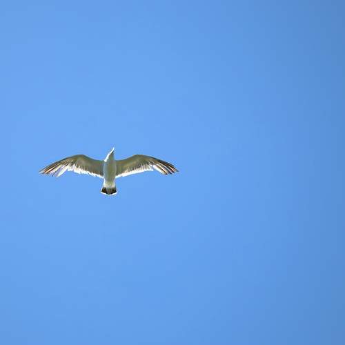Photo #13347545