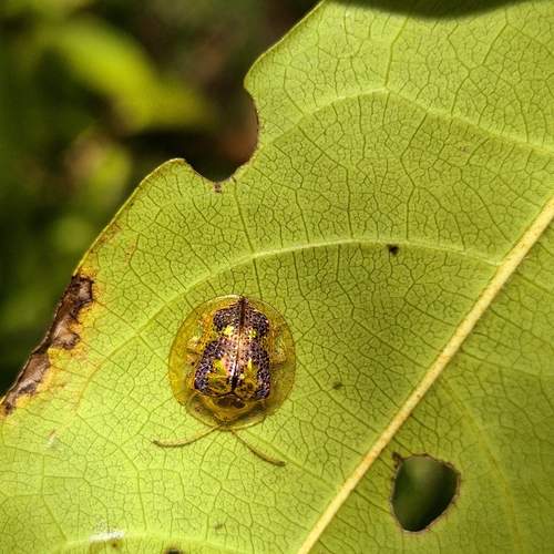 Photo #13347651