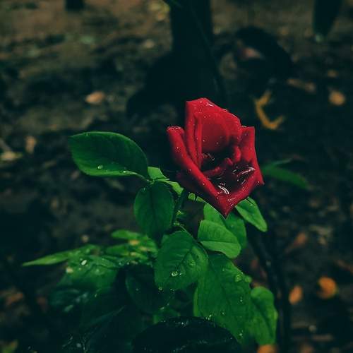 Photo #13347849