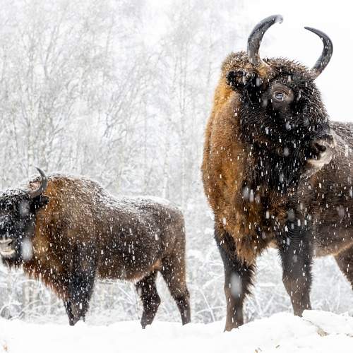 Снежный дозор