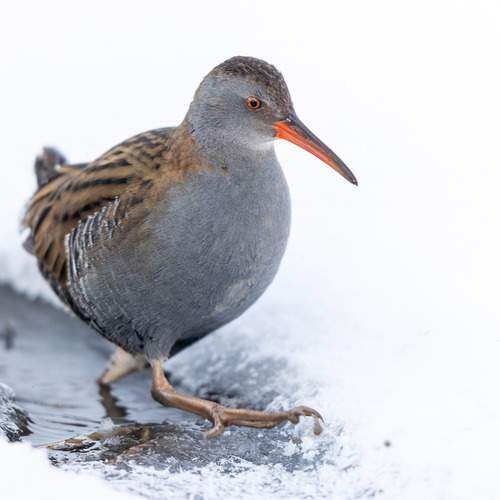 Фотография #13348463