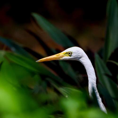 Большая белая цапля