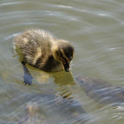 Photo #13348771