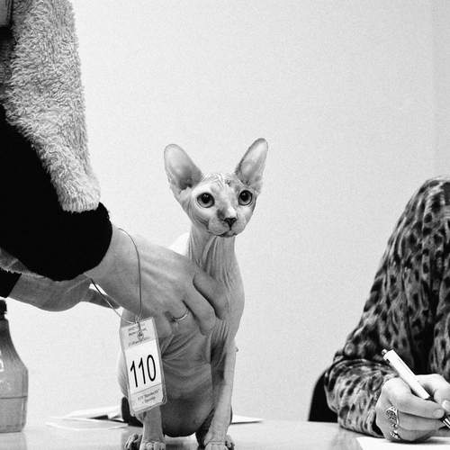 Photo #13348916