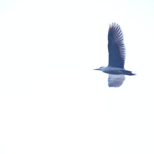 Photo #13349072