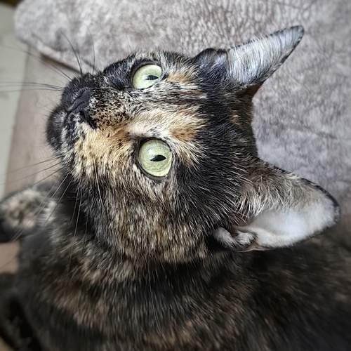 Photo #13349267