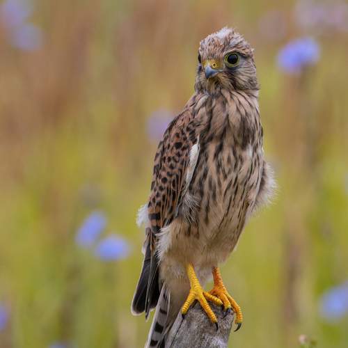 Юная пустельга