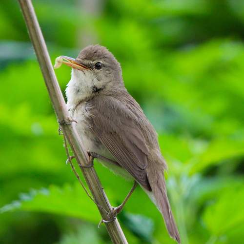 Photo #13350152