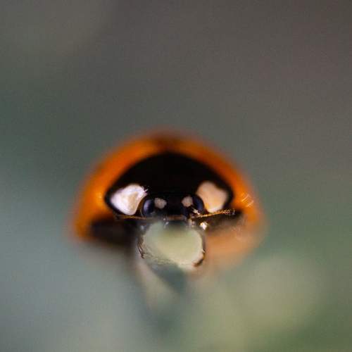 Photo #13350337