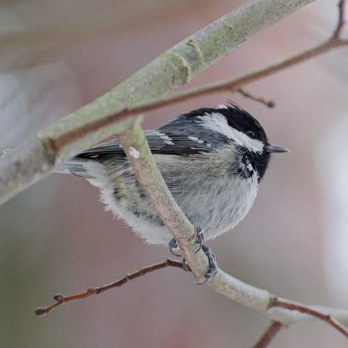 Photo #13350344