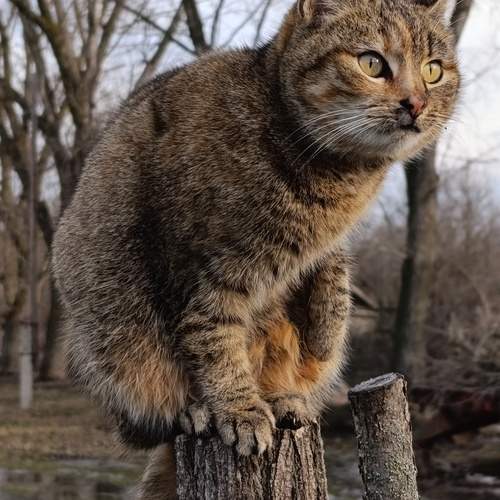 The village cat