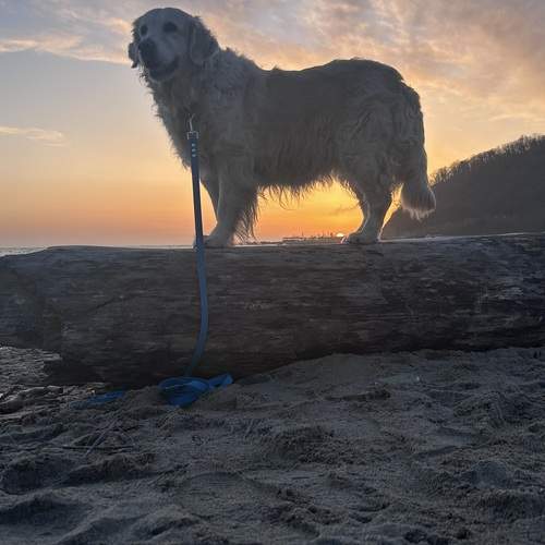 Photo #13350674