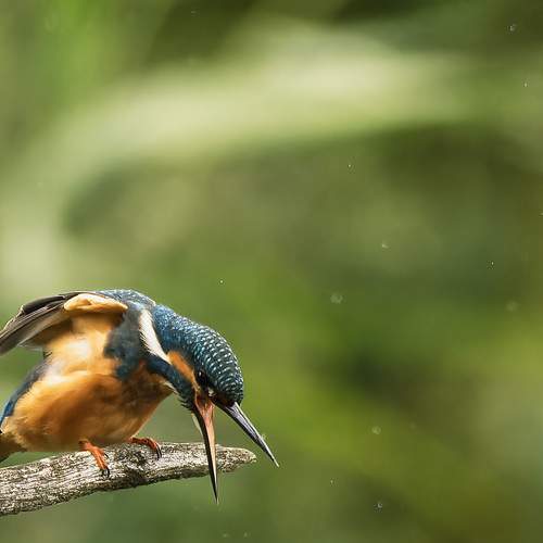 kingfisher