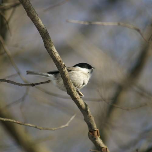 Photo #13351132