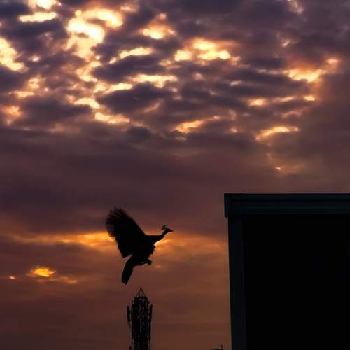 Photo #13351430