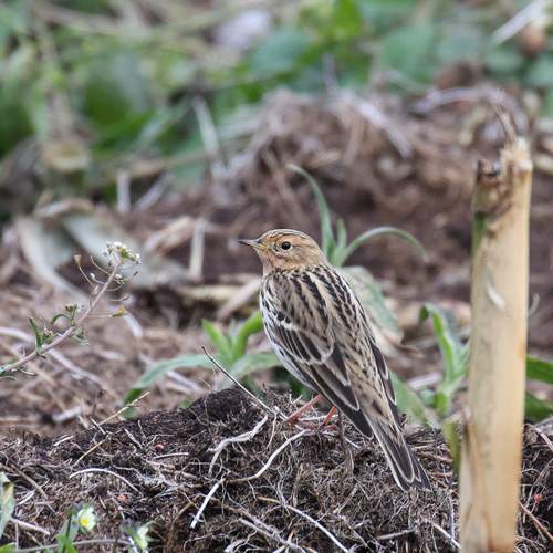 Photo #13351521