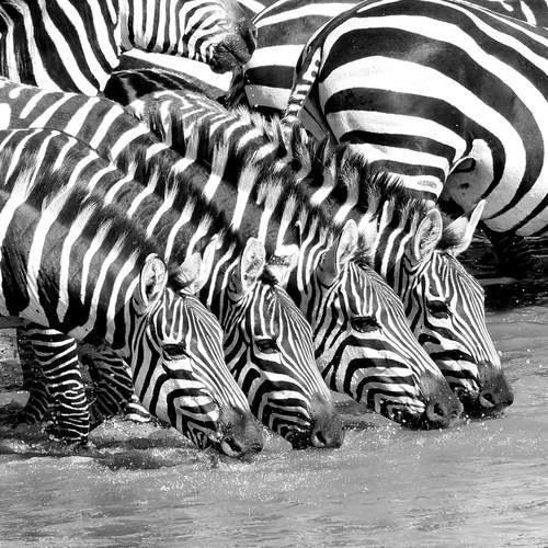 Striped