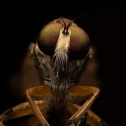 Alien Stare
