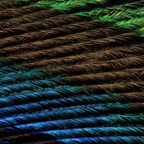 Feathered Spectrum