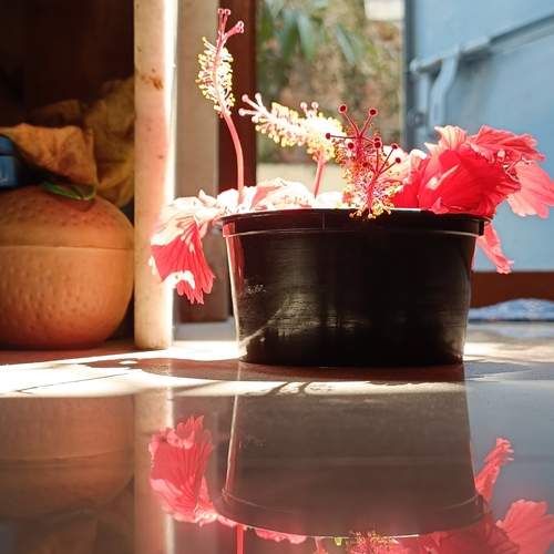 Reflection of Hibiscus