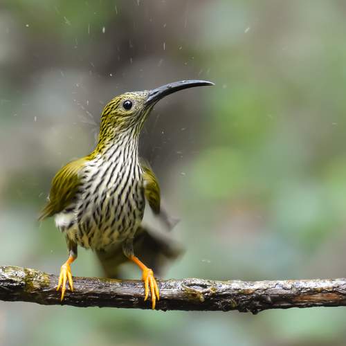 Streaked Spiderhunter.