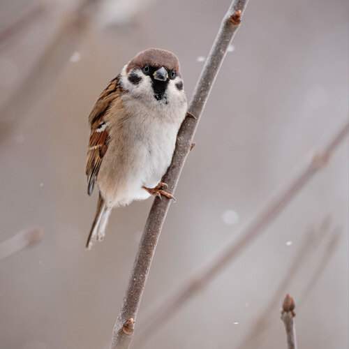 Фотография #13352168