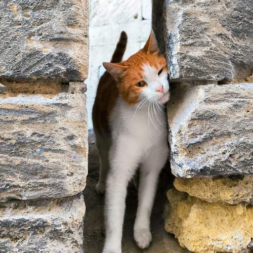 Photo #13352294