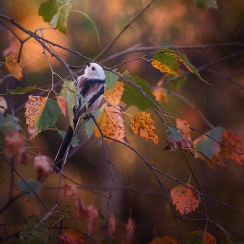 Photo #13352452