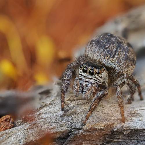 Паук-скакунчик Evarcha arcuata