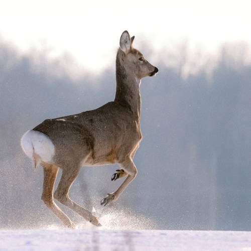 Photo #13353411