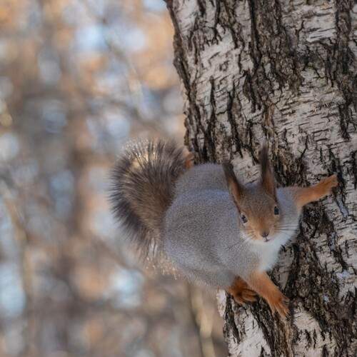 Photo #13353632