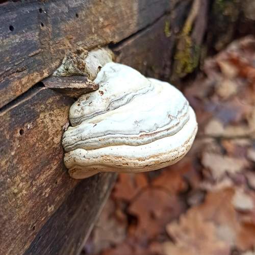 Фотография #13354137