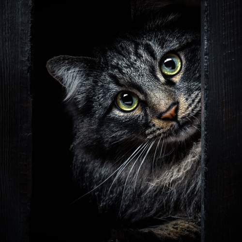 Photo #13354186