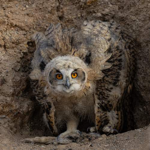 Photo #13354638