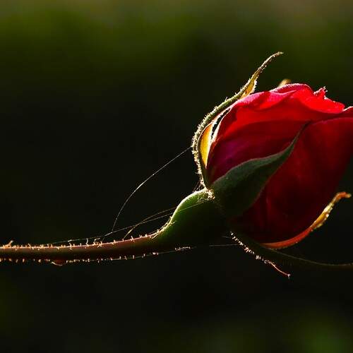 Photo #13354984