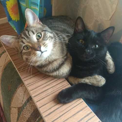 Photo #13355926