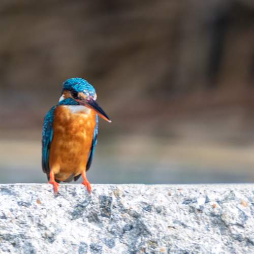 Bee Eater